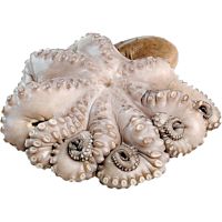 Pulpo fresco pieza entera