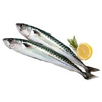 Caballa fresca Canarias pieza entera