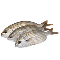 Salema pieza entera