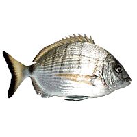 Chopa fresca pieza entera