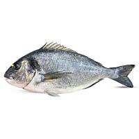 Dorada grande pieza entera