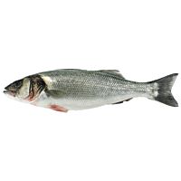 Lubina salvaje pieza entera