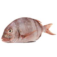 Sama roquera pieza entera 4 - 5 kg