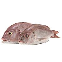 Sama pluma pieza entera