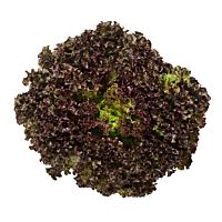 Lechuga lollo rosa-bionda pieza 200 - 500 g