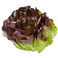 Lechuga hoja roble pieza 150 a 250 g