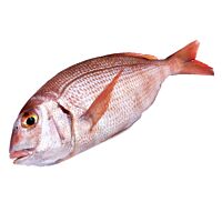 Bocinegro pieza entera