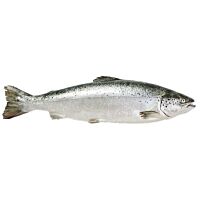 Salmón pieza entera 5 -6 kg