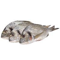 Sama dorada salvaje pieza entera