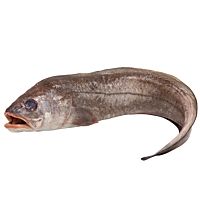 Agriote pieza entera