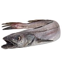 Pescadilla pijotón pieza entera