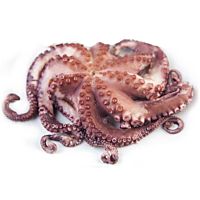 Pulpo grande descongelado pieza entera
