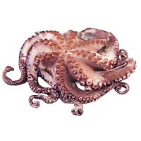 Pulpo grande descongelado pieza entera