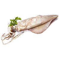 Calamar sahariano calibre P2 kg