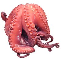 Pulpo mediano descongelado pieza entera