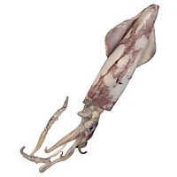 Calamar sahariano descongelado pieza entera