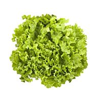 Lechuga batavia ud