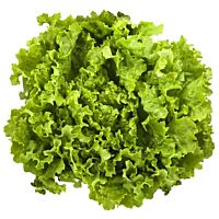 Lechuga batavia ud FRUTERIA