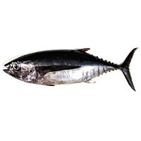 Atún bonito del norte kg