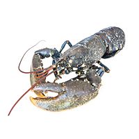 Bogavante azul ud