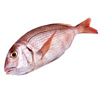 Bocinegro mediano pieza entera