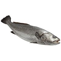 Corvina 2-4 pieza entera