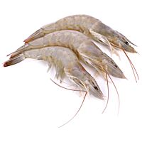 Langostino salvaje Nº 0 kg