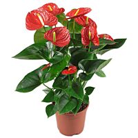 Anthurium