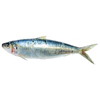 Sardina machuelo pieza entera