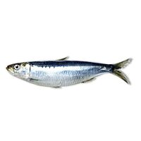 Sardina Canarias pieza entera