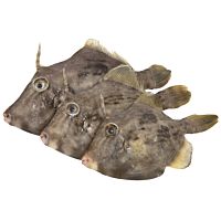 Gallo verde canarias