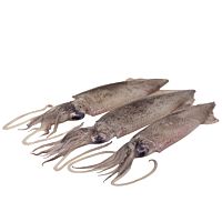 Chipirón patagónico descongelado pieza entera