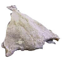 Corvina filetes salados kg