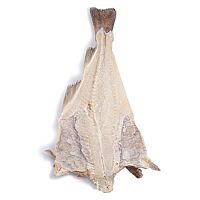 Bacalao fileton hoja salado 10/20