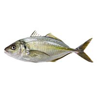 Jurel Canarias pieza entera