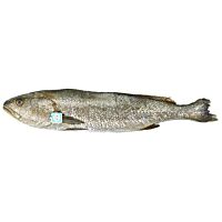 Corvina 1 - 2 kg