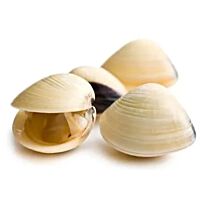 Almeja blanca viva 500 g