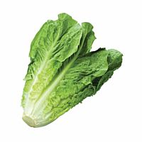 Lechuga romana ud