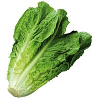 Lechuga romana ud FRUTERIA