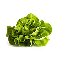 Lechuga trocadero pieza 200 - 600 g