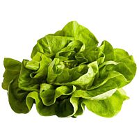 Lechuga trocadero pieza 200 - 600 g FRUTERIA