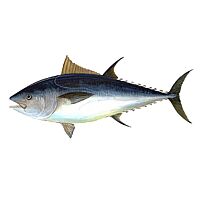 Atún Canarias kg