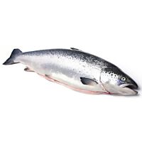 Salmon pieza entera 2-3 kg