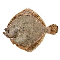 Rodaballo pieza entera