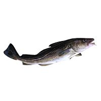 Bacalao pieza entera