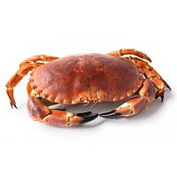 Buey de mar pieza entera
