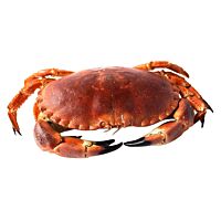 Buey de mar pieza entera