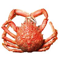 Centollo pieza entera