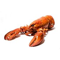 Bogavante vivo ud