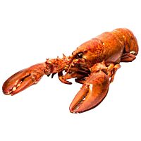 Bogavante vivo ud PESCADERIA